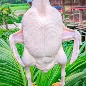Beijing Duck - বেইজিং হাঁস