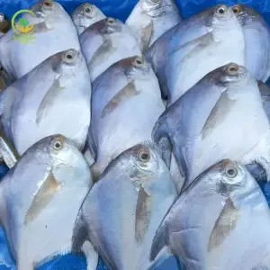 Rupchanda Fish (White, Black) – রূপচাঁদা মাছ (সাদা, কালো)